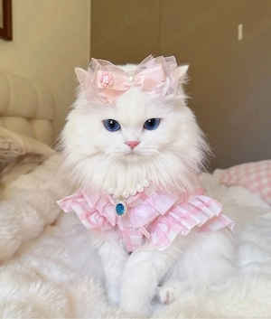 British Longhair superba 
