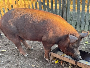 Porci de vanzare - imagine 3