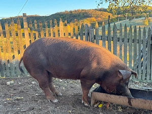 Porci de vanzare