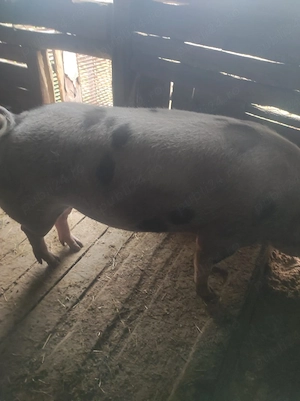 Porc de vânzare 