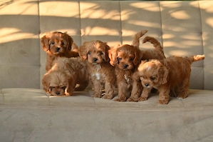 Vino să-i vezi astăzi pe cățelușii noștri Maltipoo de talie mică și simte-te iubit - imagine 3