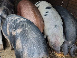 Vand porci grasi, 200 250kg, 13 lei kg - imagine 4