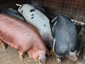 Vand porci grasi, 200 250kg, 13 lei kg - imagine 2