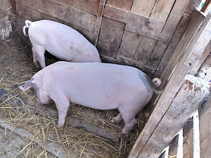 Vand porci, 40kg, 650 lei bucata