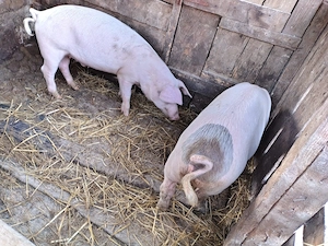 Vand porci, 40kg, 650 lei bucata - imagine 2