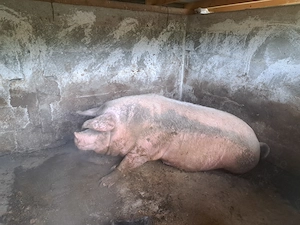 Porci de vanzare ! - imagine 2