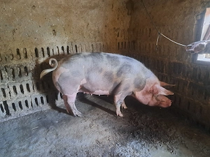 Porci de vanzare ! - imagine 4