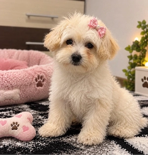 OFERTA Donez Bichon talie mica  - imagine 5