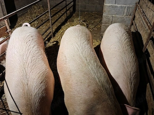 porci 220+ kg - imagine 3