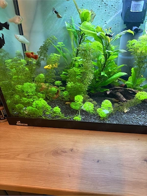 Vand Plante de Acvariu