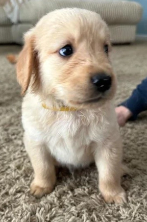 Golden Retriever   ursuleți pufoși în căutare de iubire!