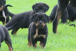Iată minunații noștri pui de Rottweiler de rasă pură, sănătoși și gata să-și găsească un cămin - imagine 4