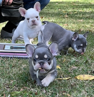 Un cățeluș de rasă bulldog francez, foarte sănătos și puternic, crescut cu multă dragoste - imagine 3