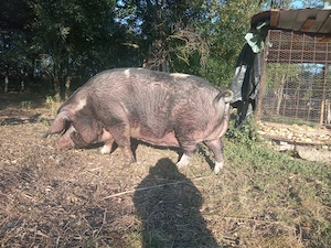 Vand porci peste 300kg - imagine 3