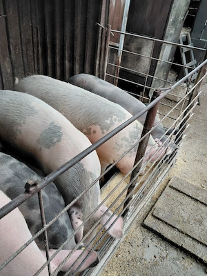 Porci de vanzare cu greutate intre 100 si 170kg pentru mai multe detali nu ezitati sa ma sunati  - imagine 3