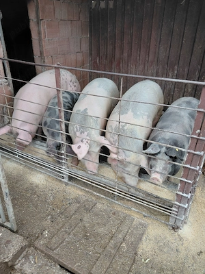 Porci de vanzare cu greutate intre 100 si 170kg pentru mai multe detali nu ezitati sa ma sunati  - imagine 5