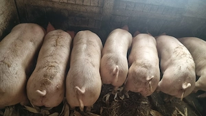 Porci de tara pentru Craciun  - imagine 5