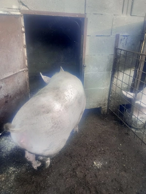 vand porci pt craciun - imagine 4