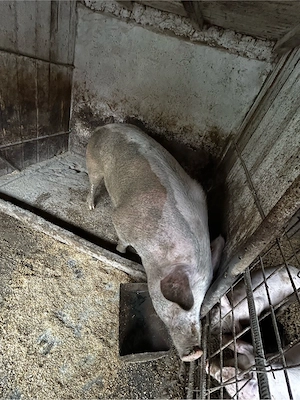 porci 250-300kg  - imagine 4