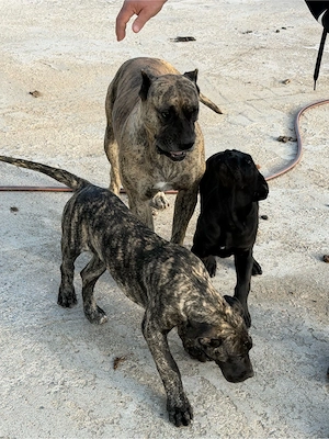 vand 3 baieti Presa Canario - imagine 3