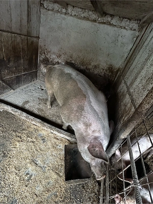 porci 250-300kg  - imagine 5