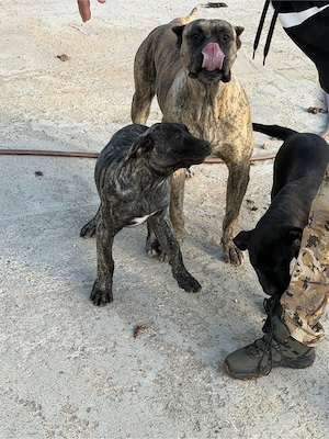 vand 3 baieti Presa Canario - imagine 2