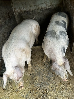 porci 250-350kg si grasuni 40-50kg - imagine 5