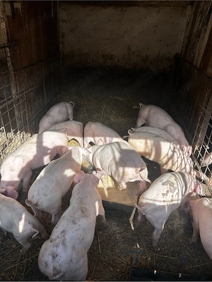 porci 250-350kg si grasuni 40-50kg - imagine 4