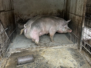 porci intre 80-100-140 -300kg  - imagine 2