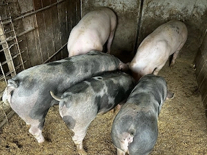 porci intre 80-100-140 -300kg  - imagine 4