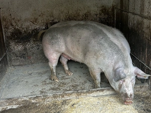porci intre 80-100-140 -300kg  - imagine 3