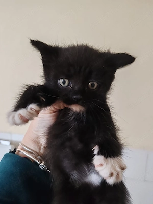 spre adopție 3 pui de pisica  - imagine 2