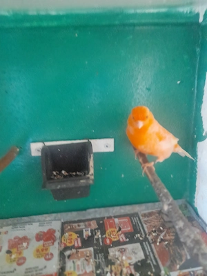 Canari de culoare și cantec 