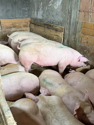 Porci rasa ! - imagine 2