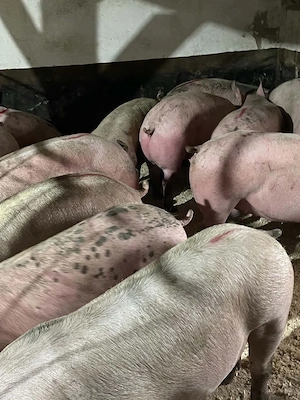 Porci Rasa De vanzare!