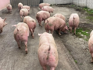 Porci De Carne!