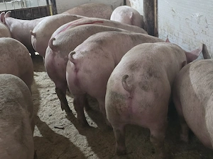 Porci Rasa De vanzare! - imagine 2