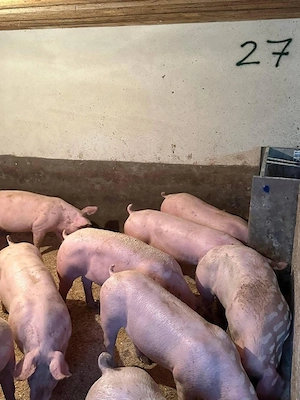 Porci Rasa De vanzare! - imagine 4