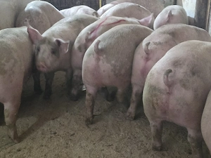 Porci Rasa De vanzare! - imagine 3