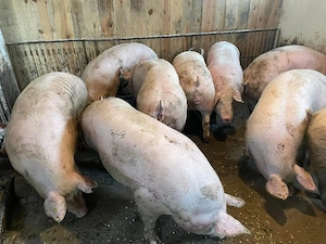 Porci rasa carne la vanzare! - imagine 4