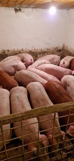 Porci rasa carne la vanzare! - imagine 2