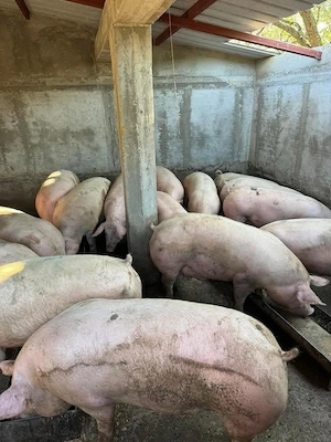Porci rasa carne la vanzare! - imagine 3