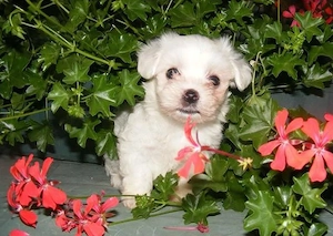 Bichon Maltez  - 2 luni