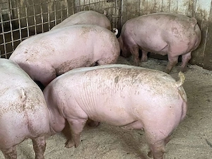 Porci rasa la vanzare CARNE! - imagine 3