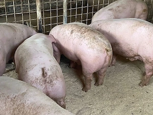 Porci rasa la vanzare CARNE! - imagine 2
