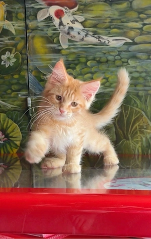Maine Coon Puiut mascul  - imagine 3