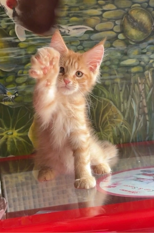 Maine Coon Puiut mascul  - imagine 2