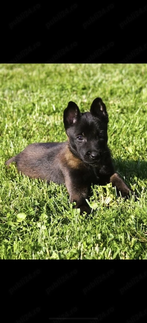 Dresaj canin de specialitate! - imagine 2
