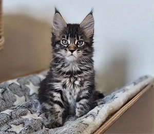 Maine coon mascul