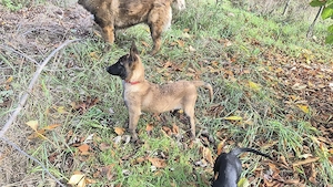 Malinois 3 luni femelă 
